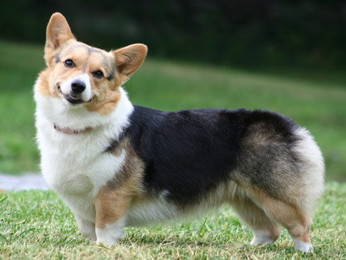 corgi pas