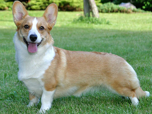 Cardigan Welsh Corgi dog pictures