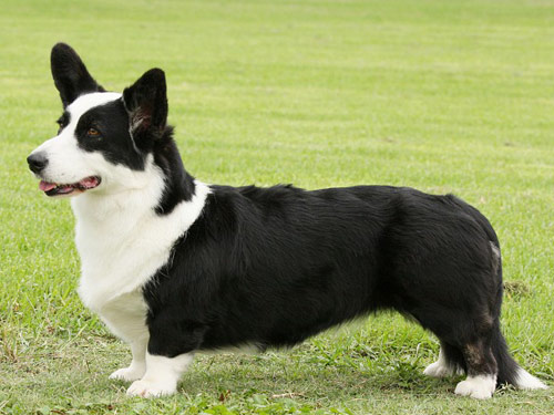 Cardigan Welsh Corgi dog pictures