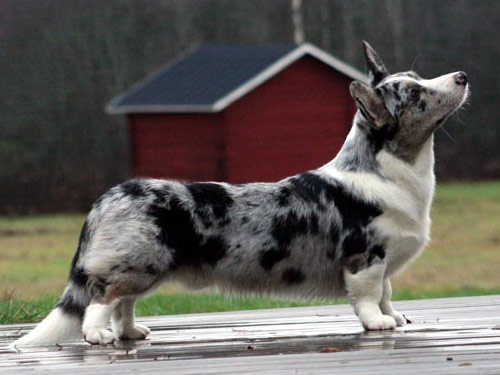 Cardigan Welsh Corgi dog pictures