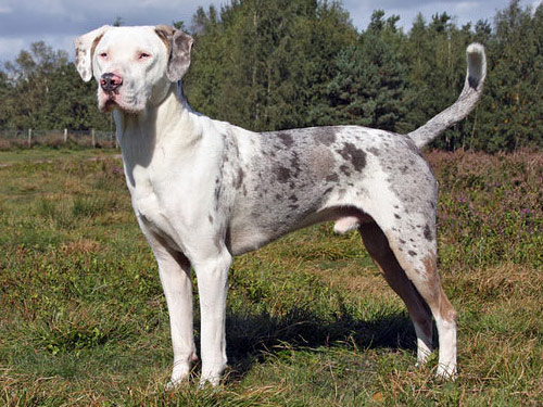 Catahoula Leopard Hound dog