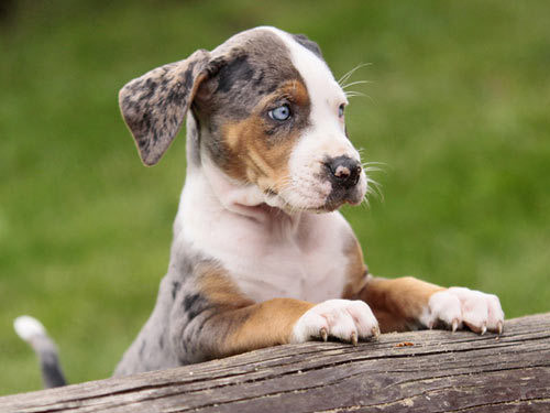 Catahoula Leopard Hound dog