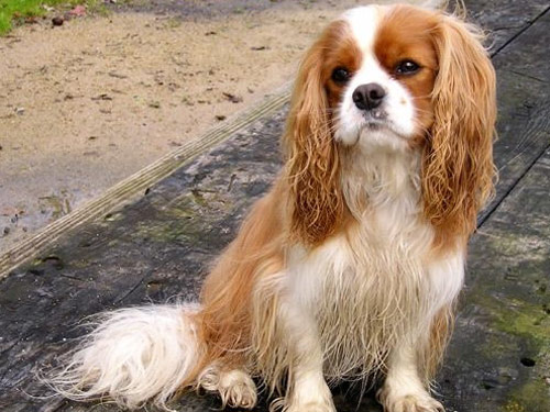 Cavalier King Charles Spaniel dog pictures