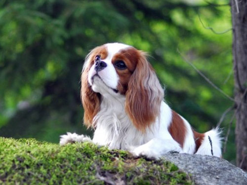 Cavalier King Charles Spaniel dog pictures