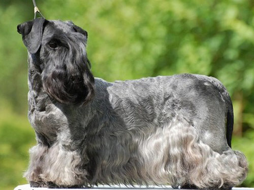 Cesky Terrier dog