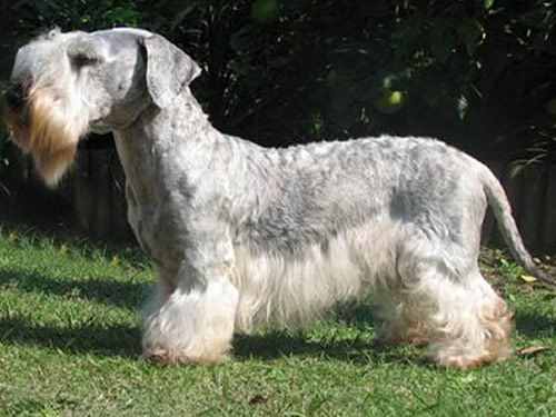 Cesky Terrier dog