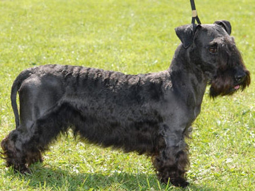 Cesky Terrier dog