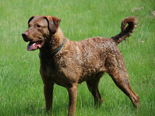 Chesapeake Bay Retriever dog