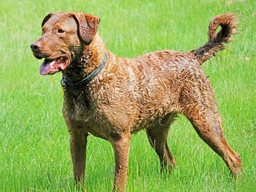 Chesapeake Bay Retriever dog