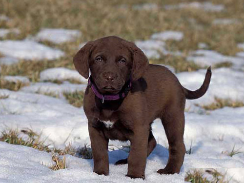 Chesapeake Bay Retriever dog pictures