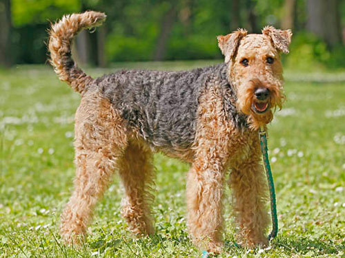 Airedale Terrier dog