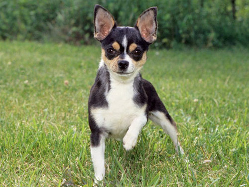 Chihuahua  dog pictures