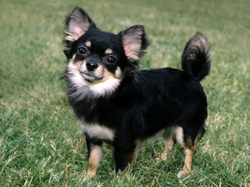 Chihuahua  dog pictures