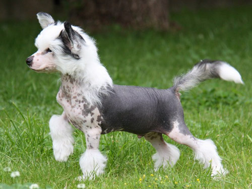 Chinese Crested  dog pictures