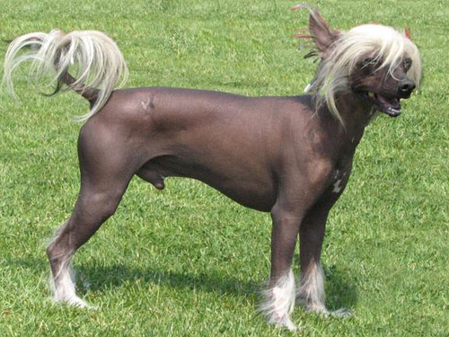 Chinese Crested  dog pictures