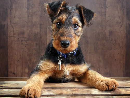 Airedale Terrier dog