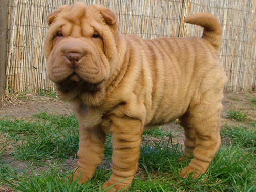 Chinese Shar Pei dog pictures