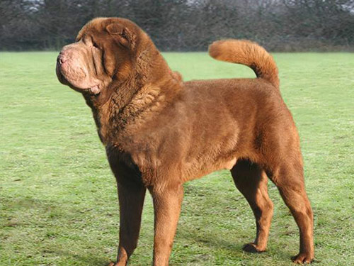 Chinese Shar Pei dog pictures