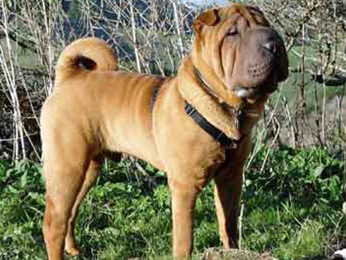 Chinese Shar Pei dog pictures