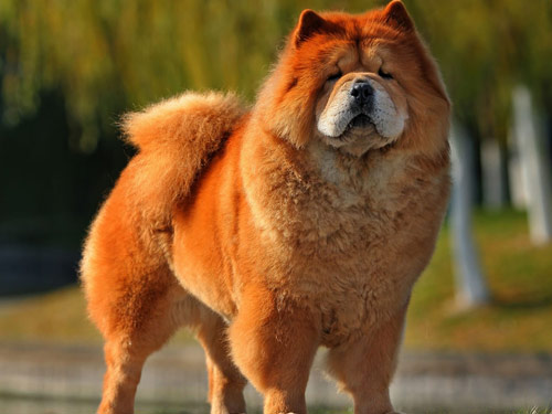 Chow Chow dog