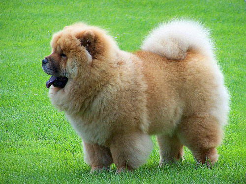 Chow Chow dog pictures