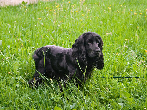 Cocker Spaniel dog pictures