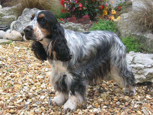 Cocker Spaniel dog pictures