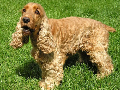 Cocker Spaniel dog pictures