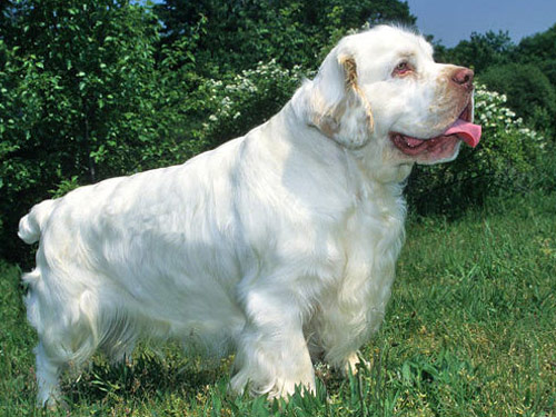 Clumber Spaniel dog