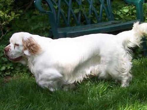 Clumber Spaniel dog