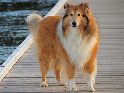 Collie dog pictures