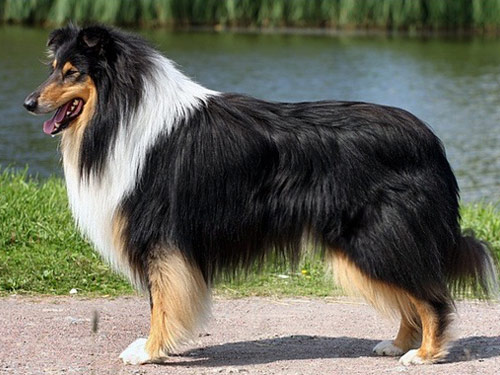 Collie dog pictures