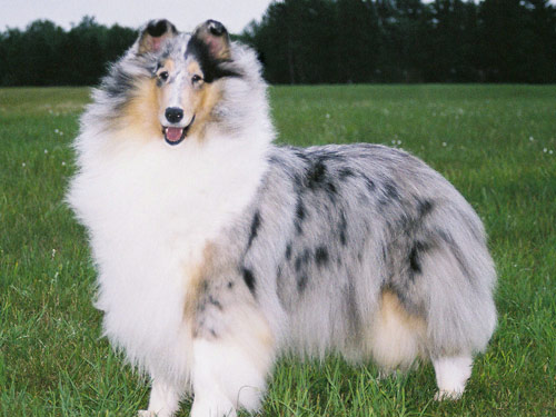 Collie dog pictures