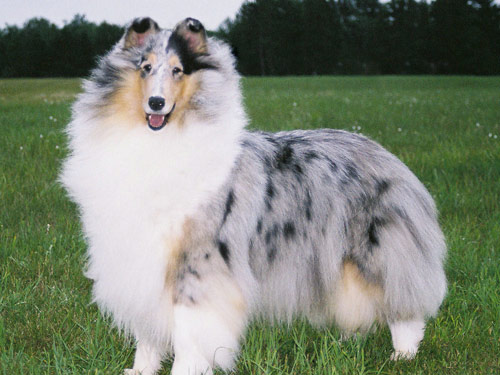 Collie Köpek