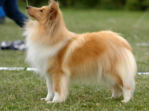 Collie dog pictures