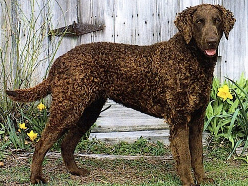 Curly-Coated Retriever dog pictures