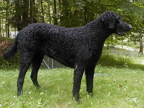 Curly-Coated Retriever dog pictures