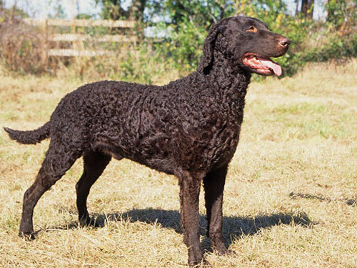 Curly-Coated Retriever dog pictures