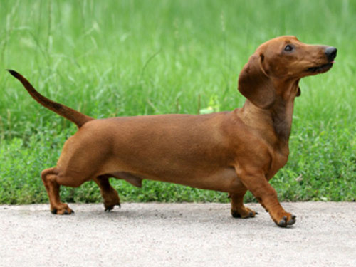 Dachshund dog