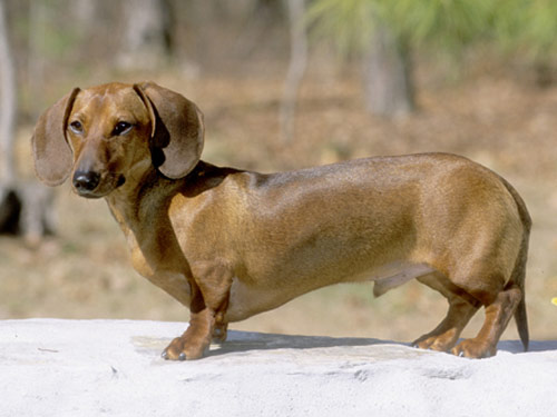 Dachshund dog