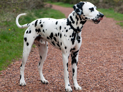 Dalmatian dog