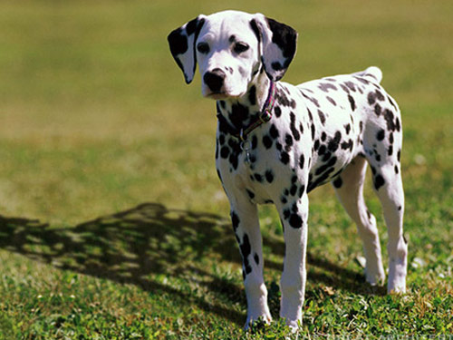Dalmatian dog