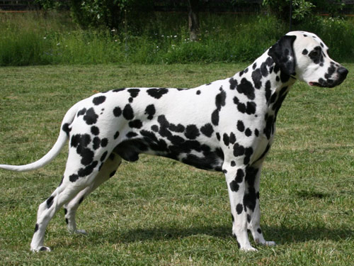 Dalmatian dog