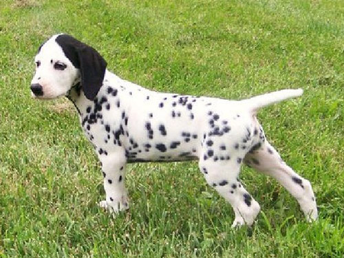 Dalmatian dog