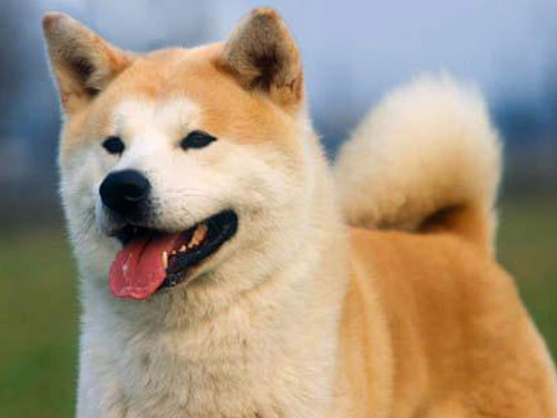 Akita dog