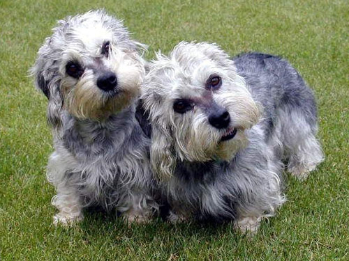 Dandie Dinmont Terrier dog pictures