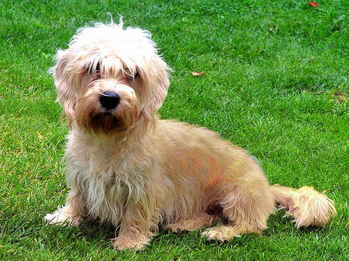 Dandie Dinmont Terrier dog pictures