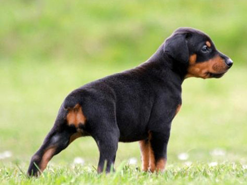 Doberman Pinscher dog