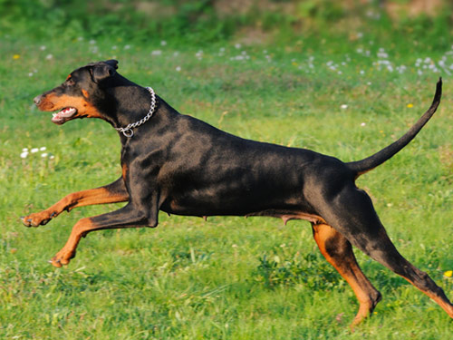 Doberman Pinscher dog