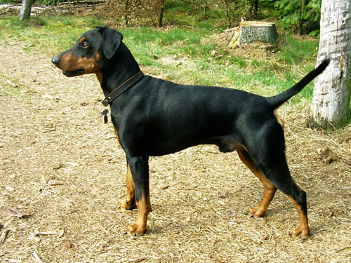 Doberman Pinscher dog pictures